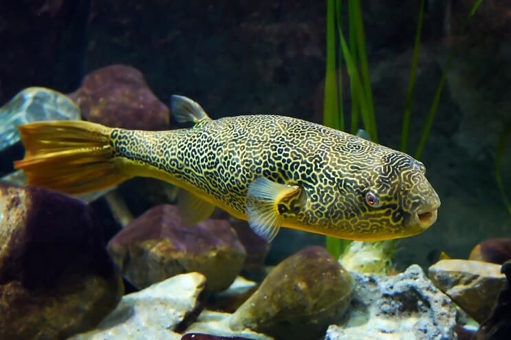 Mbu Puffer Fish közelről