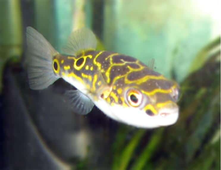 8. ábra Puffer Fish