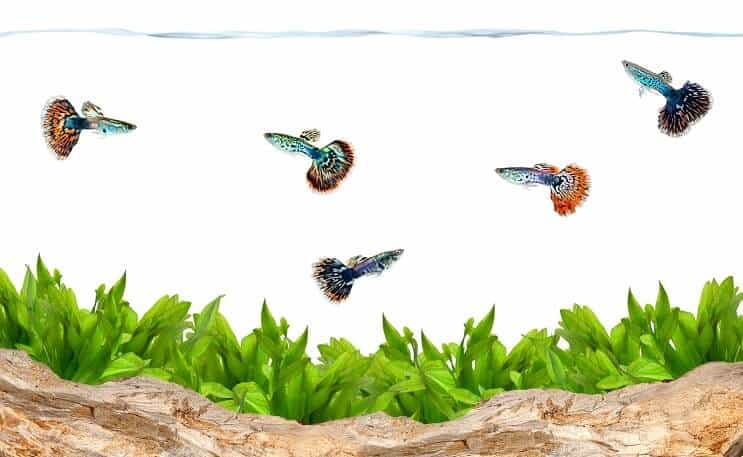 Guppies egy akváriumban