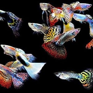 5 hím guppies trópusi tartályokhoz