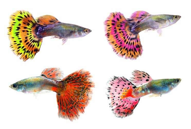 Különböző színű guppies