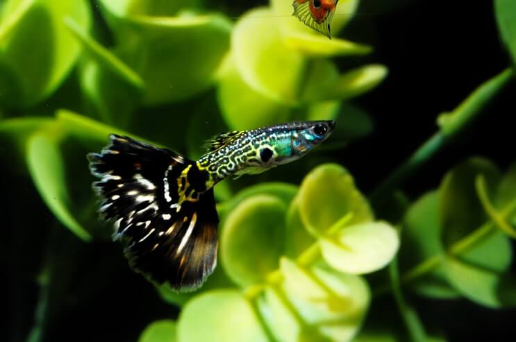Mintás Guppy Fish