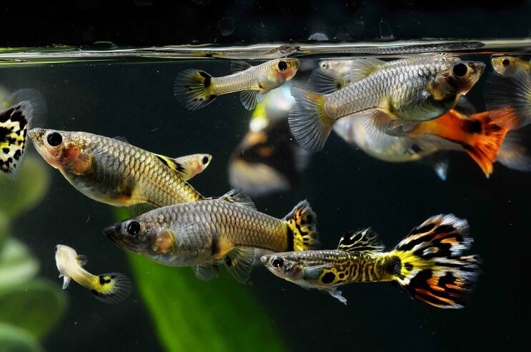 Hogyan szex Guppies