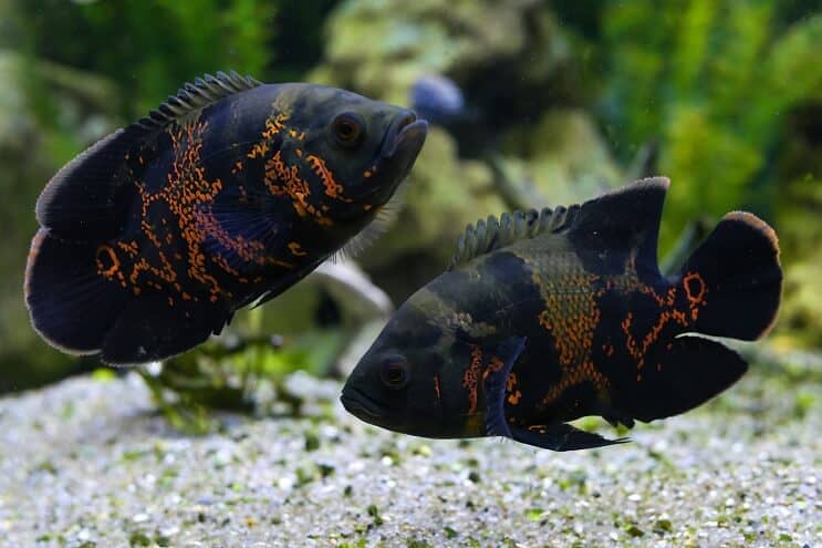Pár Oscar Fish