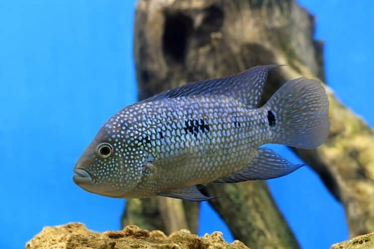 Texas Cichlid áttekintés
