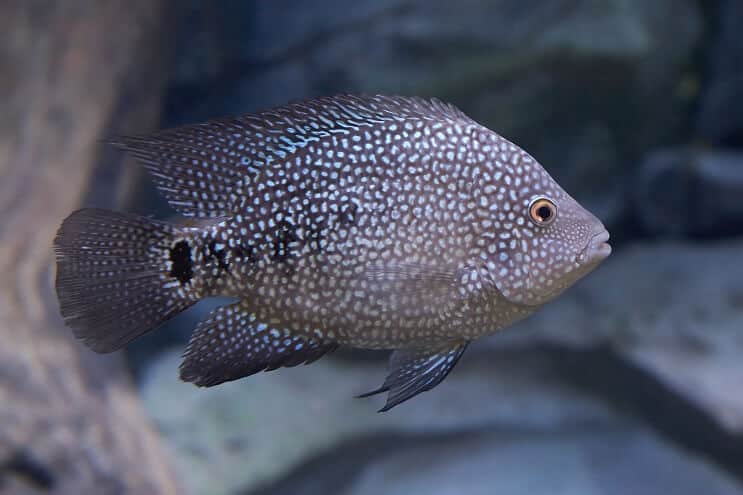 Texas Cichlid megjelenés
