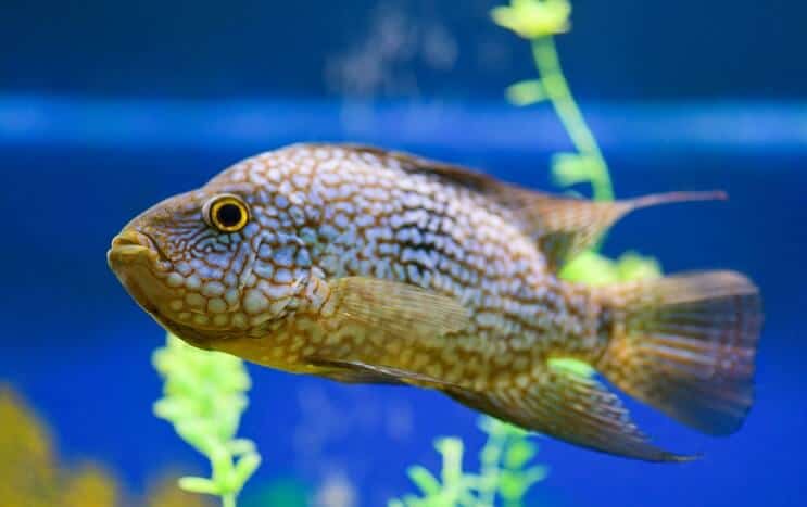 Texas Cichlid élőhely