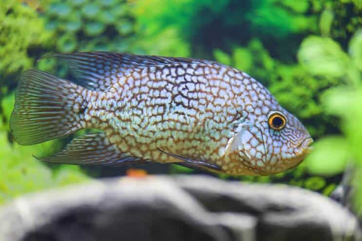 Texas Cichlid diéta