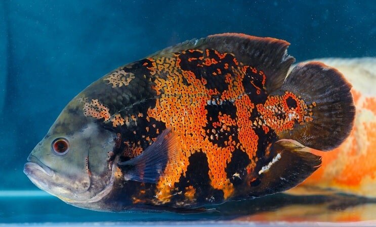 Tigris Oscar Fish