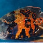 Tigris Oscar Fish