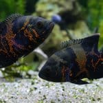 10 gyönyörű típusú Oscar Fish Banner