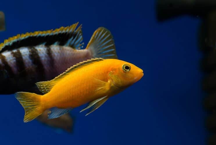 Sárga afrikai cichlid