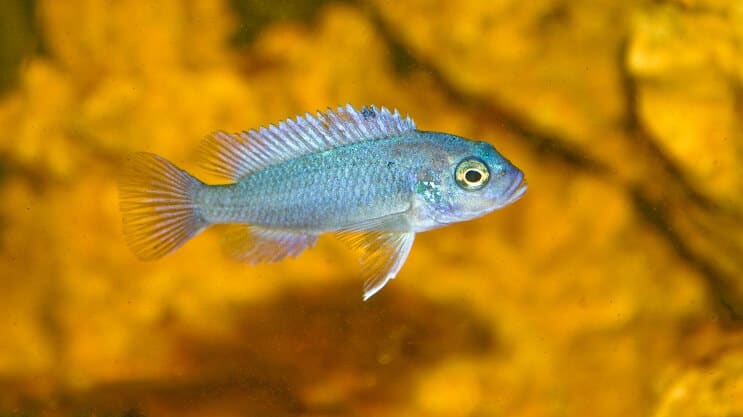 Kobaltkék Zebra Cichlid