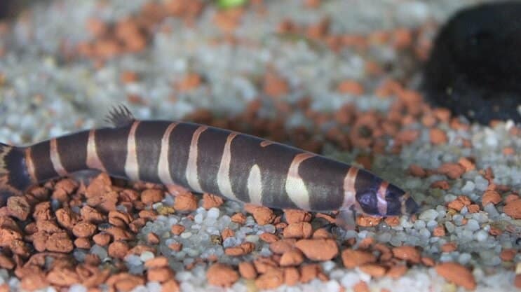Kuhli Loach megjelenése