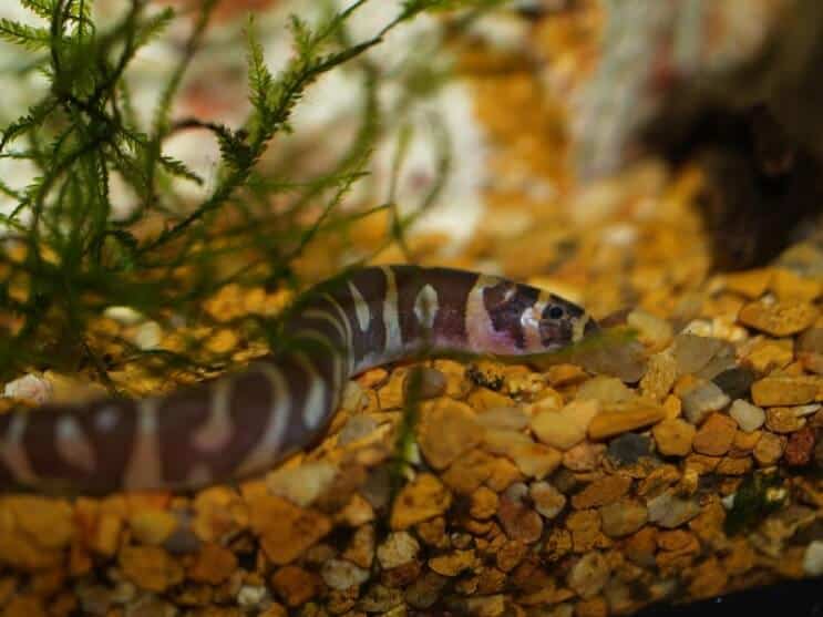 Kuhli Loach élőhely