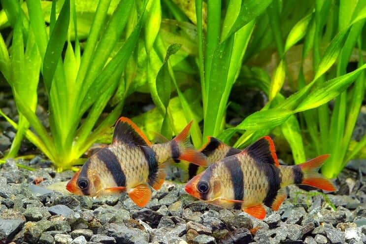Tigris Barb élőhely
