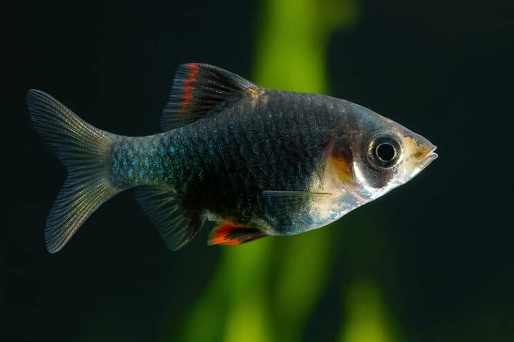 Zöld tigris barb