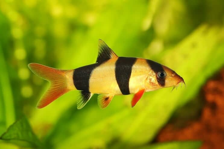 Loach bohóc