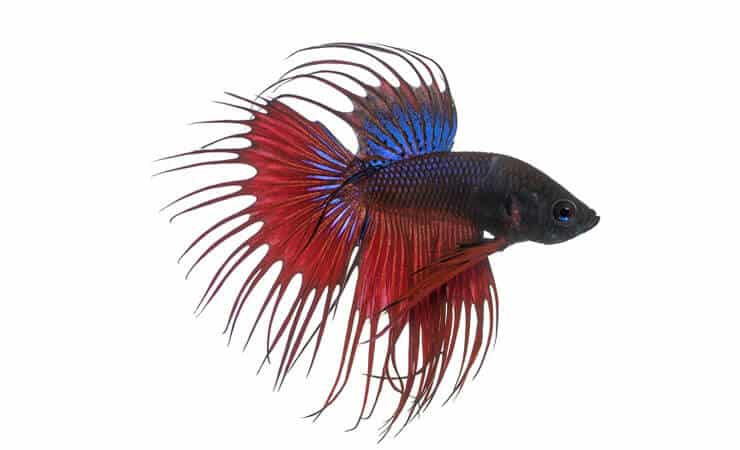 Koronafarkú Betta