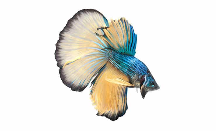 Félhold Betta