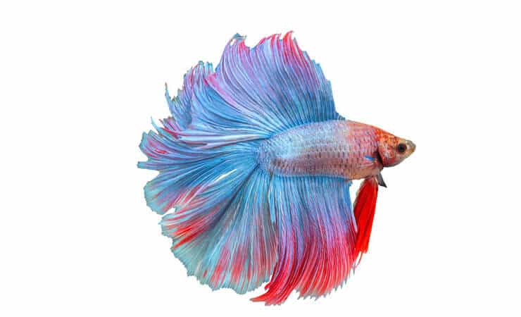 Kettősfarkú Betta