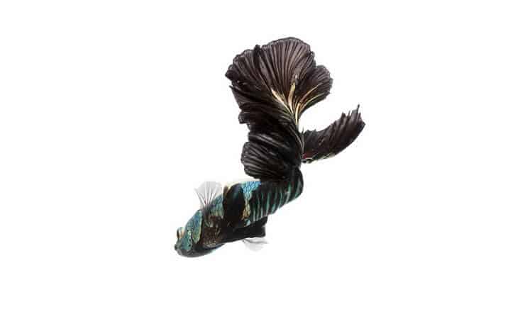 Fekete orchidea Betta