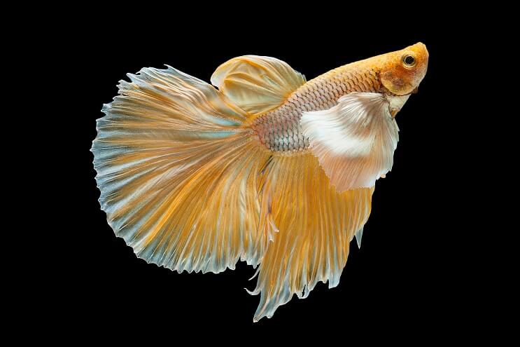 Sárga Betta
