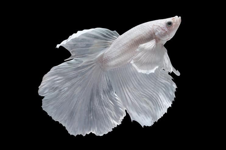 Fehér Betta