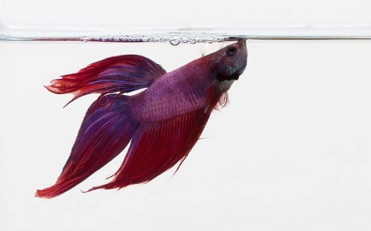 Lila Betta