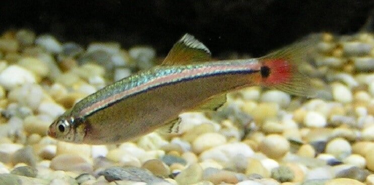 White Cloud Mountain Minnow áttekintése