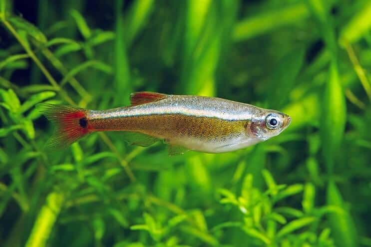 Fehér felhő hegyi minnow megjelenés