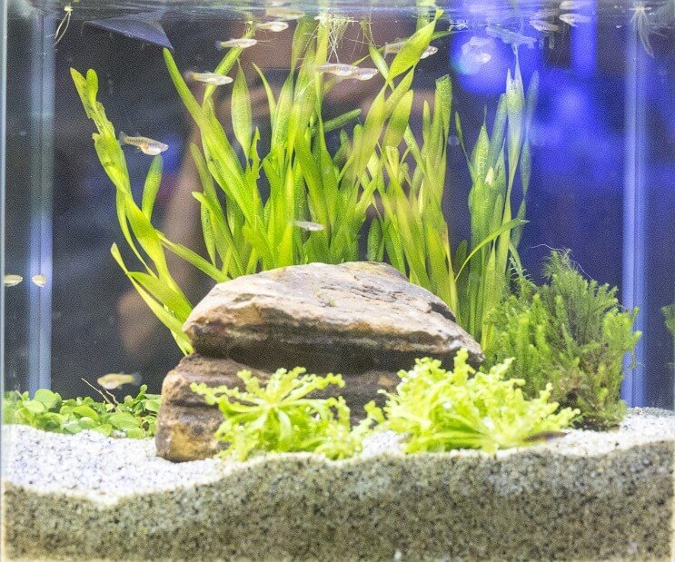 Fehér felhő hegyi minnow tartályviszonyok