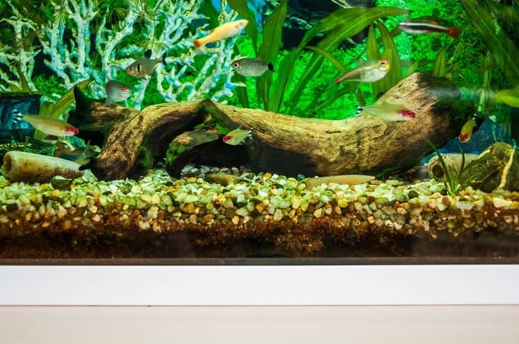 Fehér Felhő Hegy Minnow Tank Társai