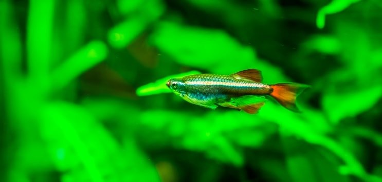 Fehér Felhő Hegy Minnow