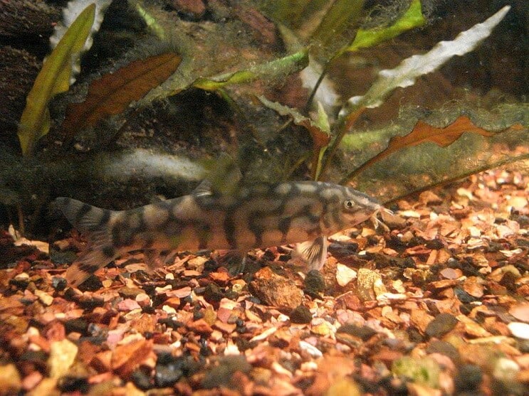 Yoyo Loach eszik