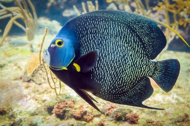 Francia angelfish