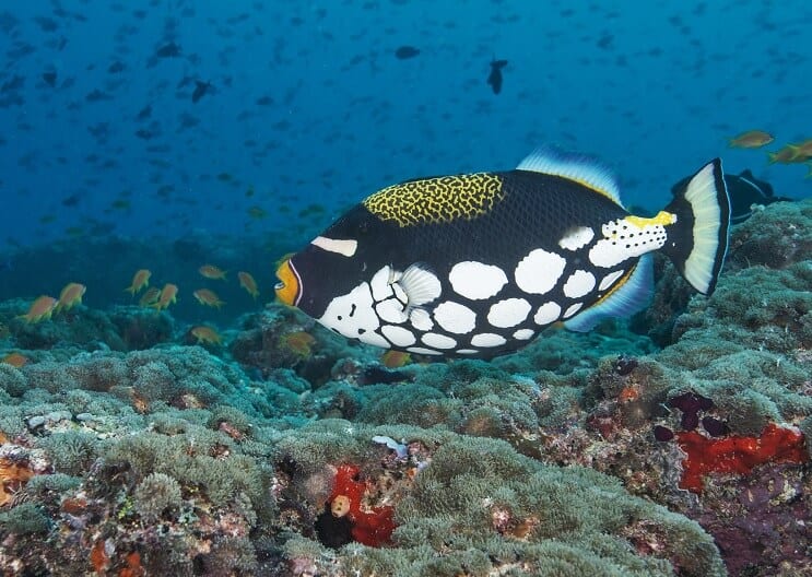 Bohóc Triggerfish