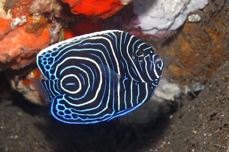 Angelfish fiatalkorú császár
