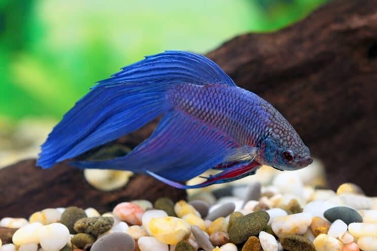 Kék Betta