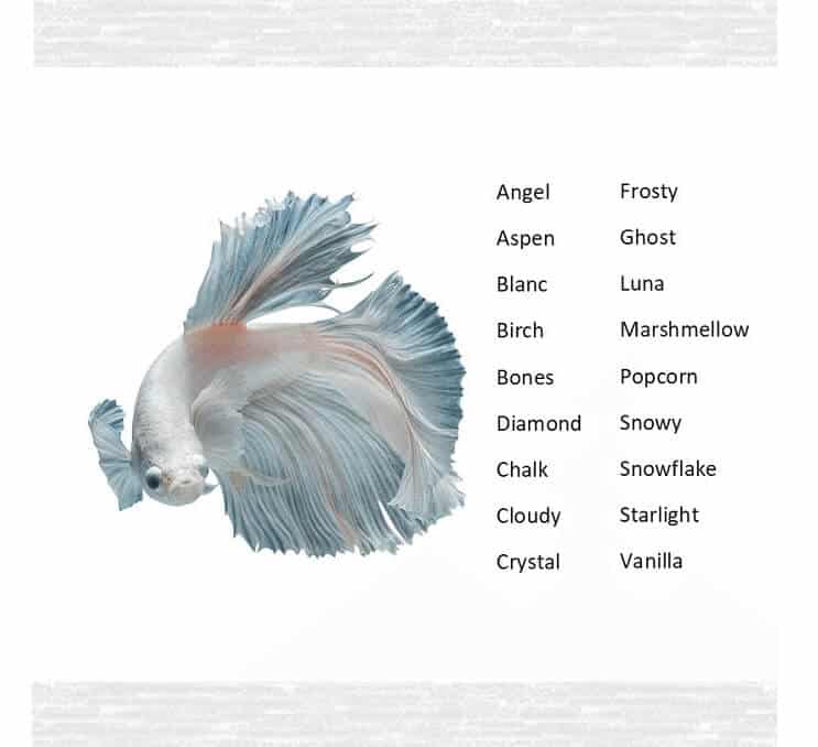 Betta halnevek