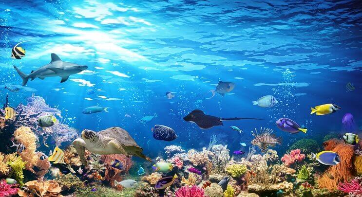 Sealife változatossága