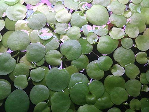 SoShrimp 20+ Plants Amazon Frogbit - Élő édesvízi akvárium úszó növény