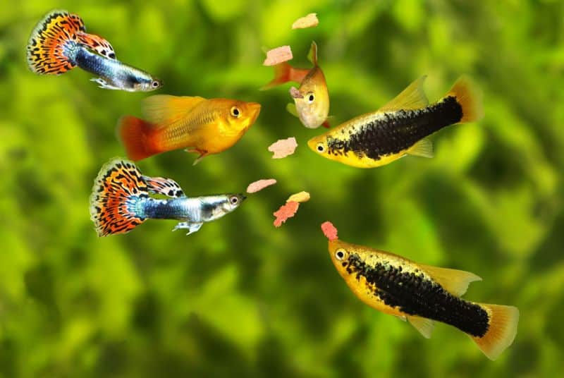 A Guppies és a Platies keresztezhet?