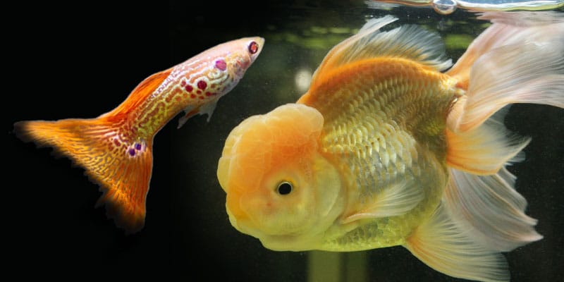 ehetnek a guppik aranyhal ételeket?