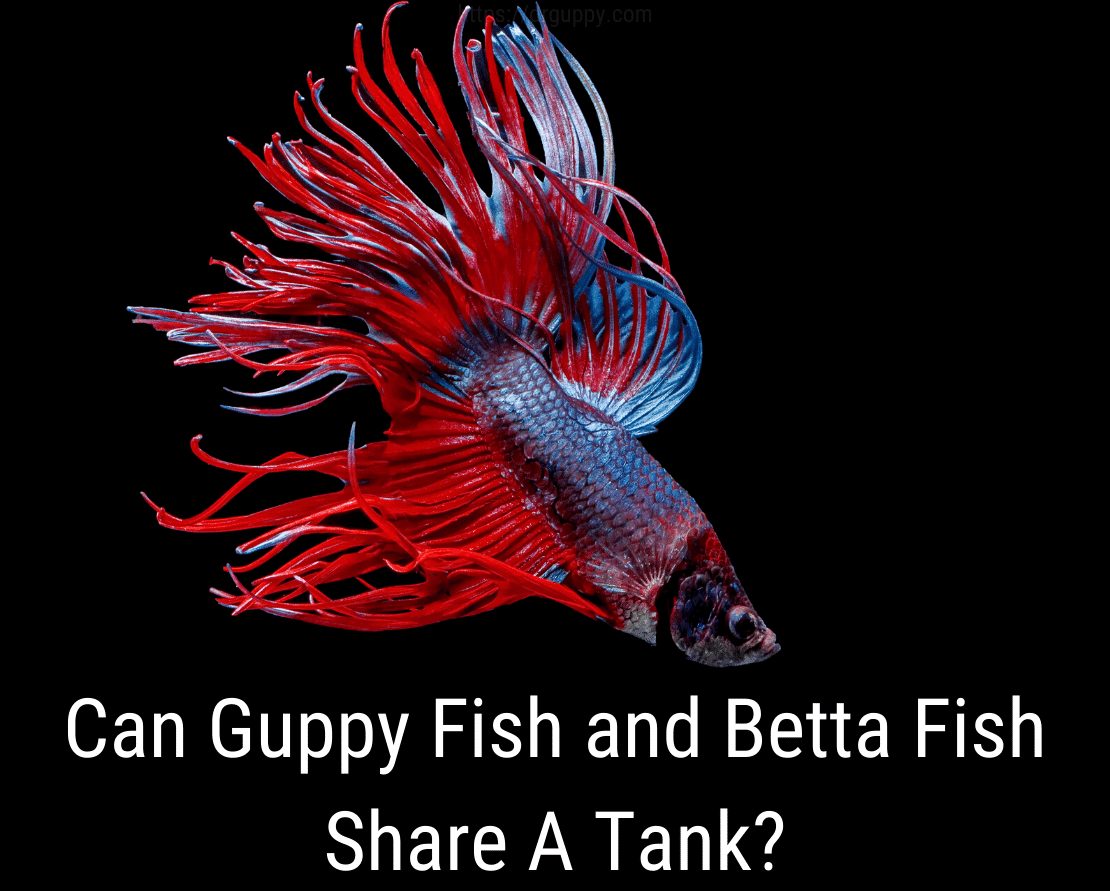 A Guppy Fish és a Betta Fish megoszthat-e egy tartályt?