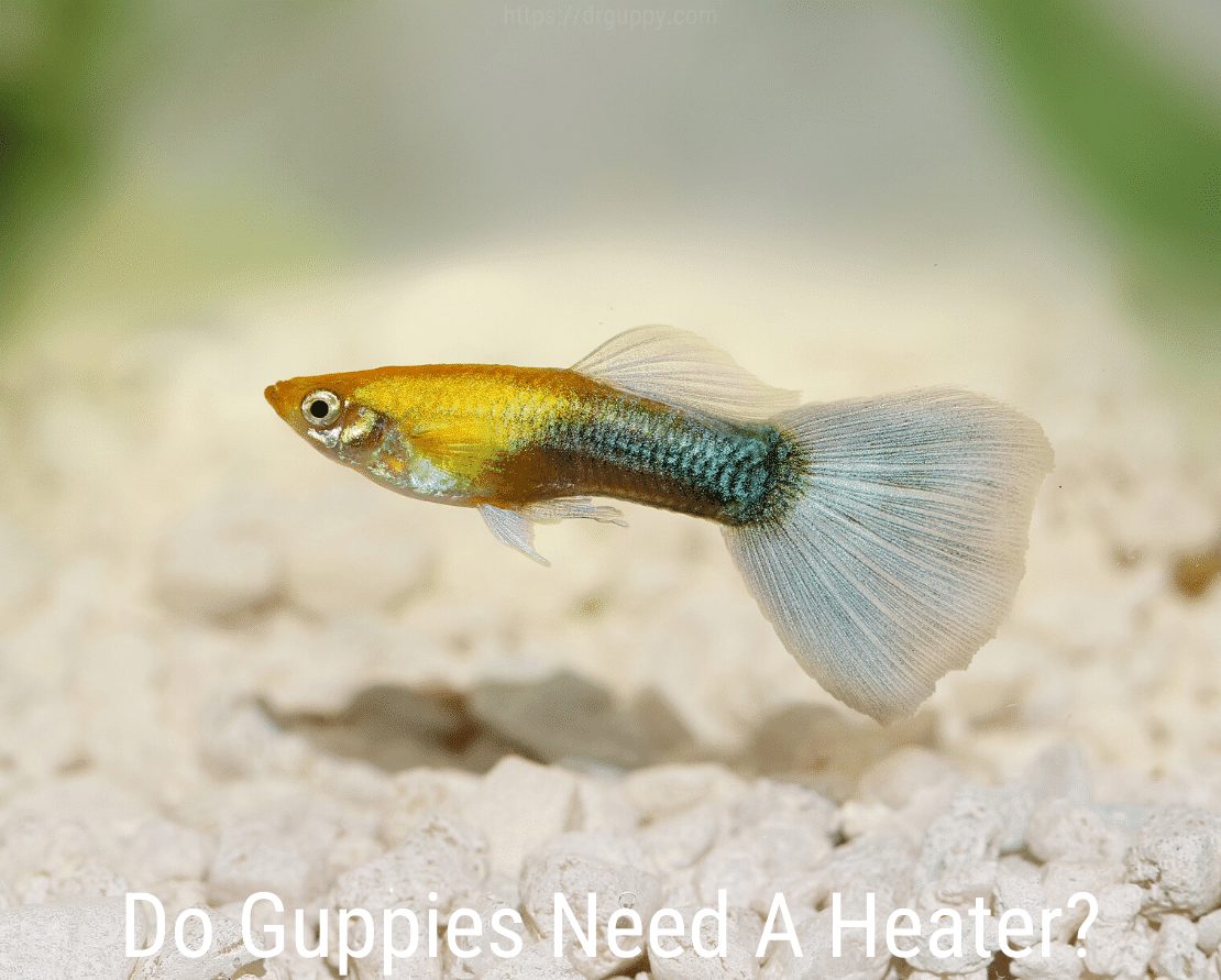 Szüksége van-e a guppoknak fűtésre?