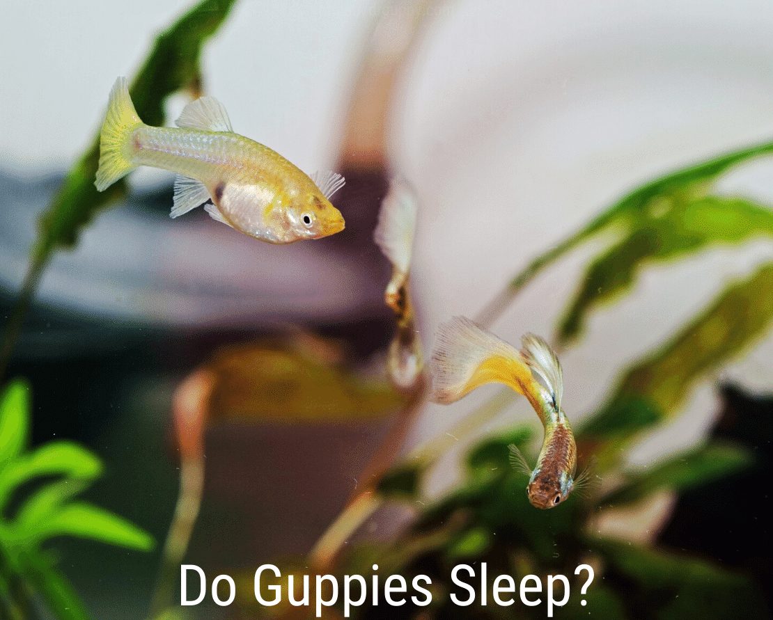 Alszanak a guppik?