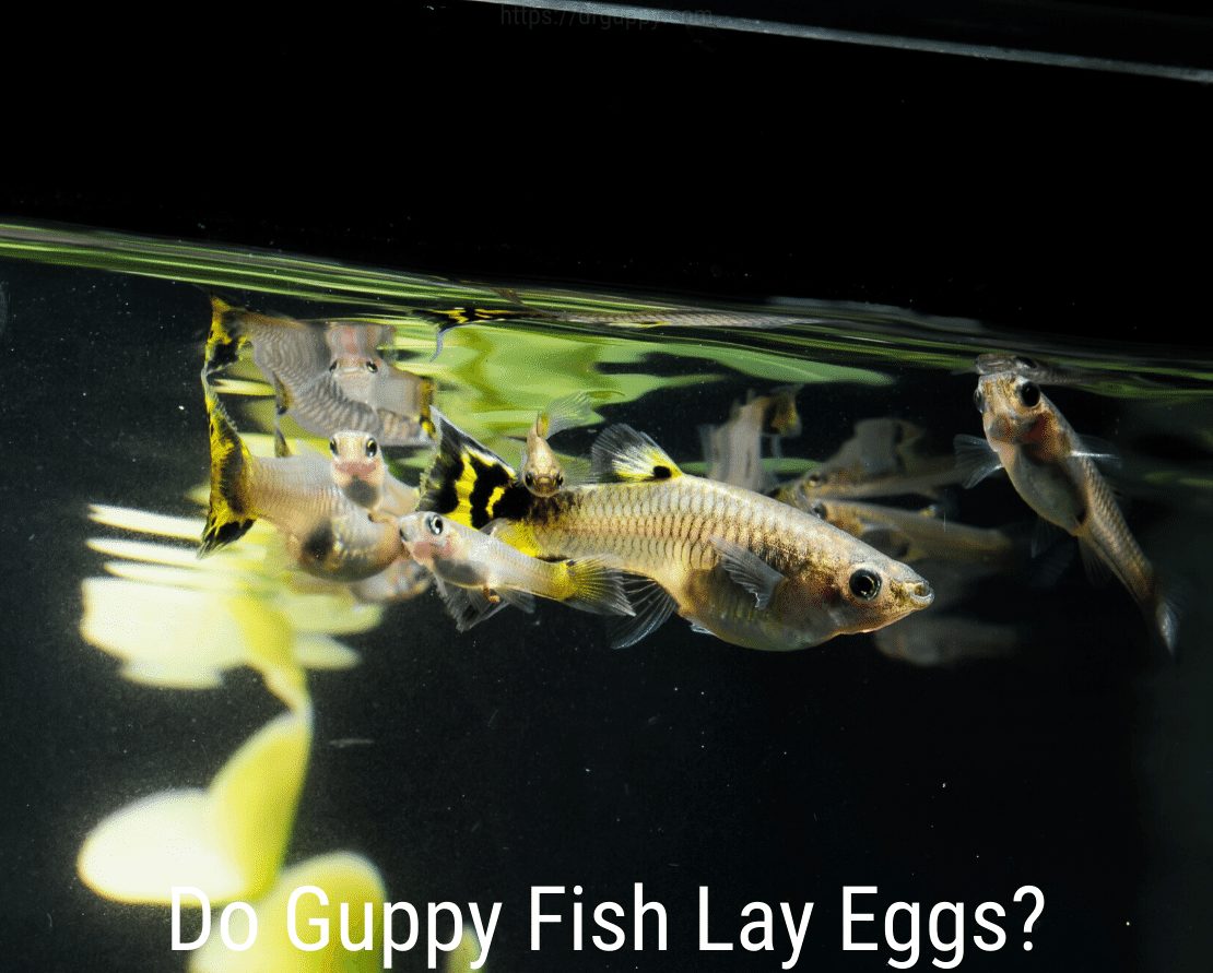 A Guppy hal tojást tojik?