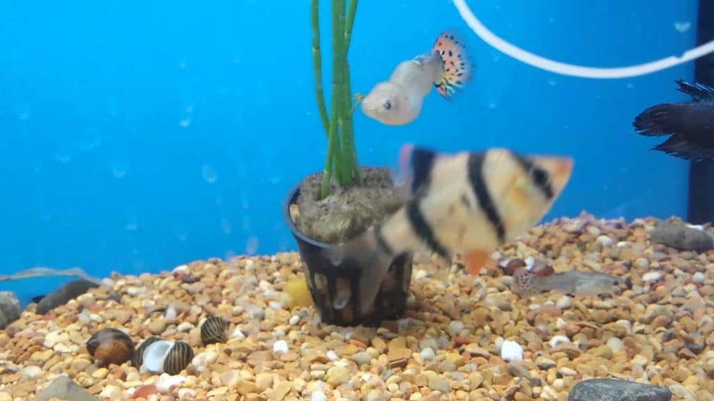 Guppy hajlított gerinc - gerincferdülés és tuberkulózis