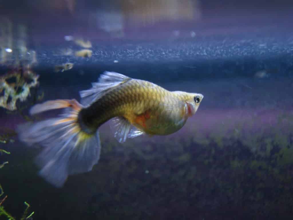 Guppy halcsepp - okai és lehetséges kezelése